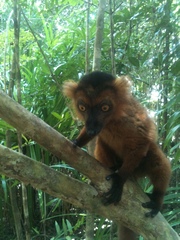 Varecia rubra