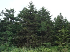 Picea glehnii