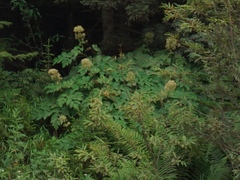 Aralia cordata