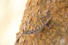Anolis serranoi