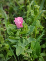 Linum pubescens