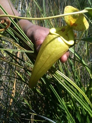 Nepenthes madagascariensis