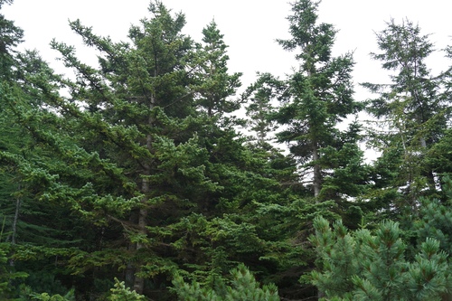 Image of Abies sachalinensis by (c) Andrew Bazdyrev, some rights reserved (CC BY)