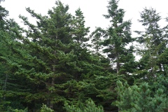 Abies sachalinensis