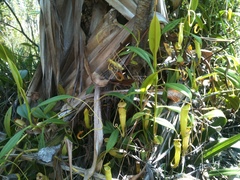 Nepenthes madagascariensis