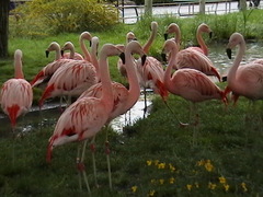 Phoenicopterus