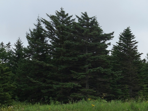 Glehn's spruce (Picea glehnii)