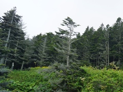 Abies sachalinensis