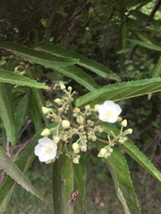 Eriolaena linearifolia image