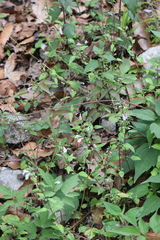Scutellaria macra