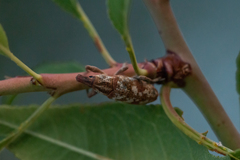 Cyphocleonus testatus