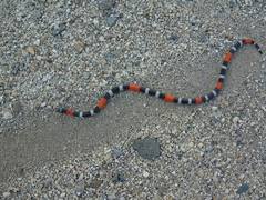 Micrurus dissoleucus melanogenys