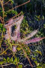 Mimosa verrucosa