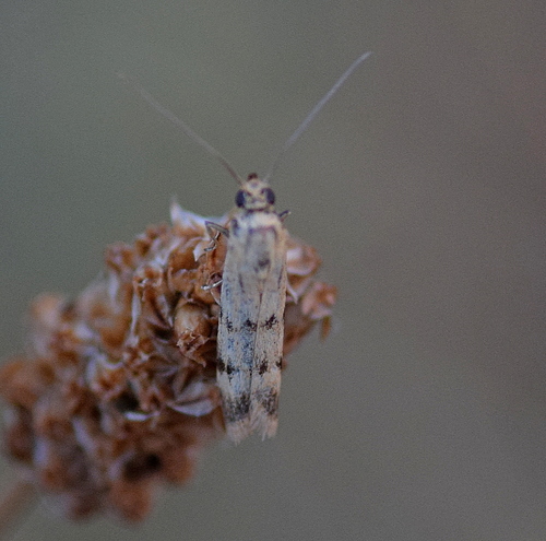 Twin-barred Knot-horn