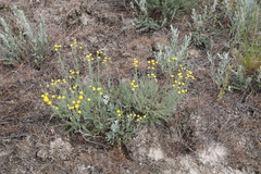 Tanacetum achilleifolium