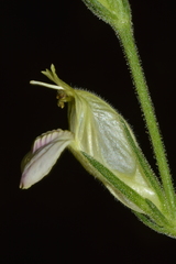 Justicia salviiflora