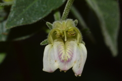 Justicia salviiflora