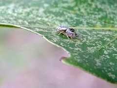 Macaroeris nidicolens