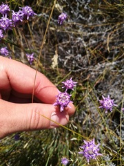 Pseudoselago similis