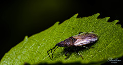 Oxycarenidae