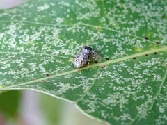 Macaroeris nidicolens