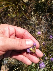 Pseudoselago similis