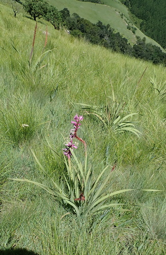Image of Watsonia lepida by no rights reserved