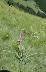 Watsonia lepida