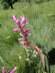Watsonia lepida
