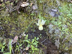 Narcissus triandrus pallidulus