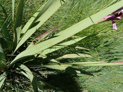 Watsonia lepida