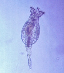 Rotaria macrura