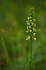 Pseudorchis straminea