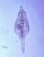 Rotaria macrura