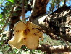 Sesamothamnus lugardii