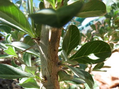 Sesamothamnus lugardii