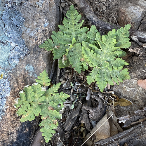 Image of Maxon's Goldback Fern (Pentagramma maxonii) by (c) Sue Carnahan, some rights reserved (CC BY)