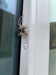 Eriophora edax