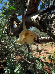 Sesamothamnus lugardii