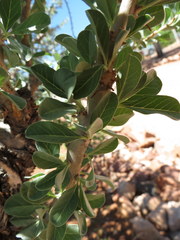 Sesamothamnus lugardii