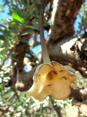 Sesamothamnus lugardii