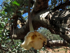 Sesamothamnus lugardii