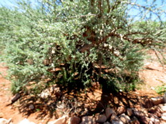 Sesamothamnus lugardii