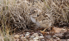 Thinocorus orbignyianus