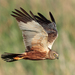 Western Marsh Harrier - Photo (c) Radovan Václav, some rights reserved (CC BY-NC)