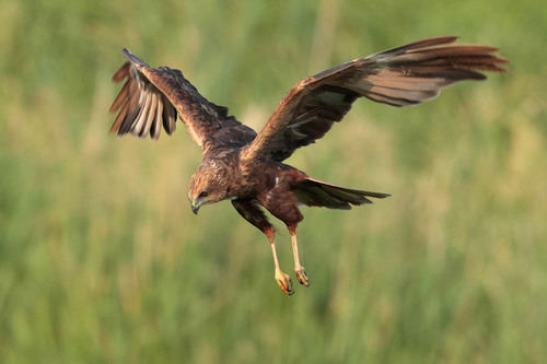 Western Marsh Harrier, photo 7 of 9