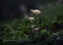 Paragymnopus perforans