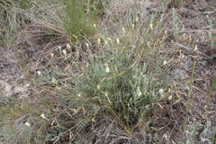 Astragalus ucrainicus