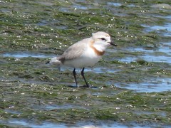 Charadrius pallidus