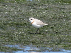 Charadrius pallidus